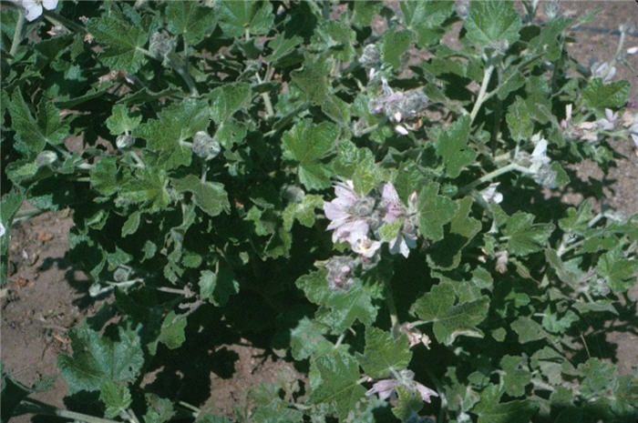 Chaparral Mallow, Bush Mallow