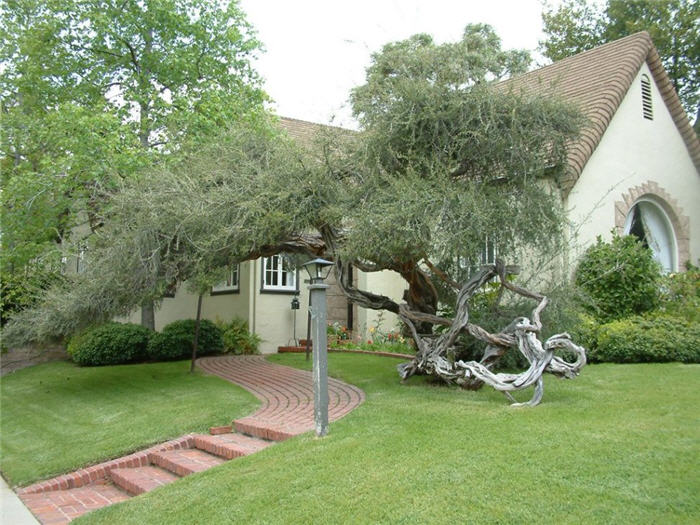 Australian Tea Tree