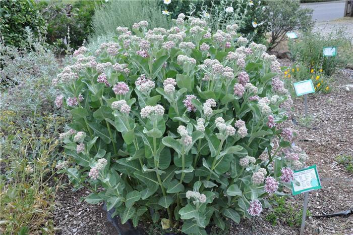 Plant photo of: Asclepias speciosus