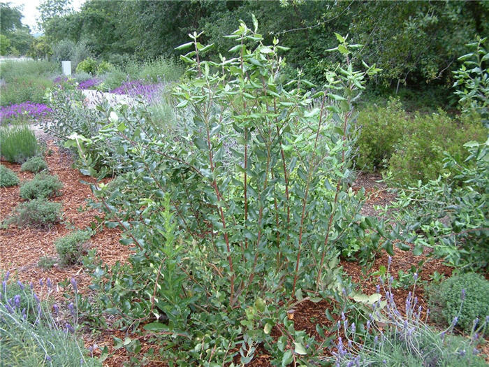 Garrya elliptica