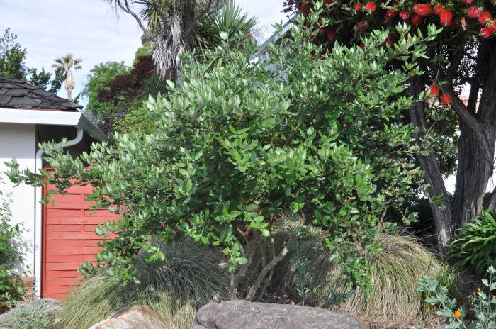 Garrya elliptica 'James Roof'