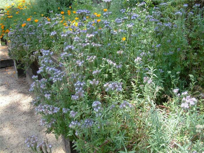 Phacelia californica