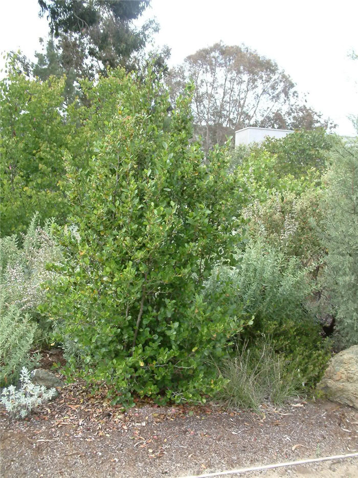 Cercocarpus betuloides