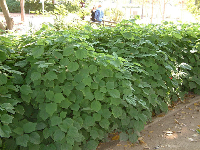 Giant Turk's Cap, Wax Mallow