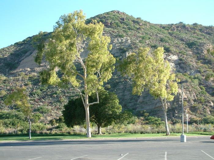 Eucalyptus citriodora