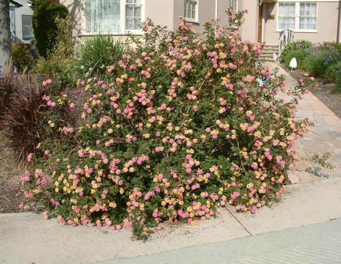 Lantana 'Confetti'