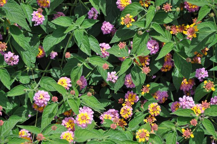 Lantana 'Christine'