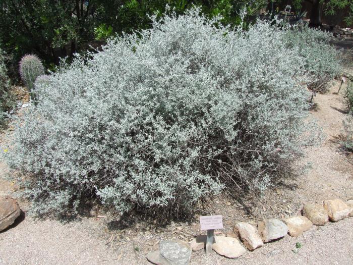 Silver Cloud Texas Sage