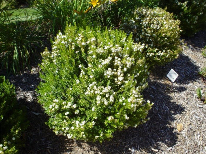 Myrtus communis tarentina 'Compacta'