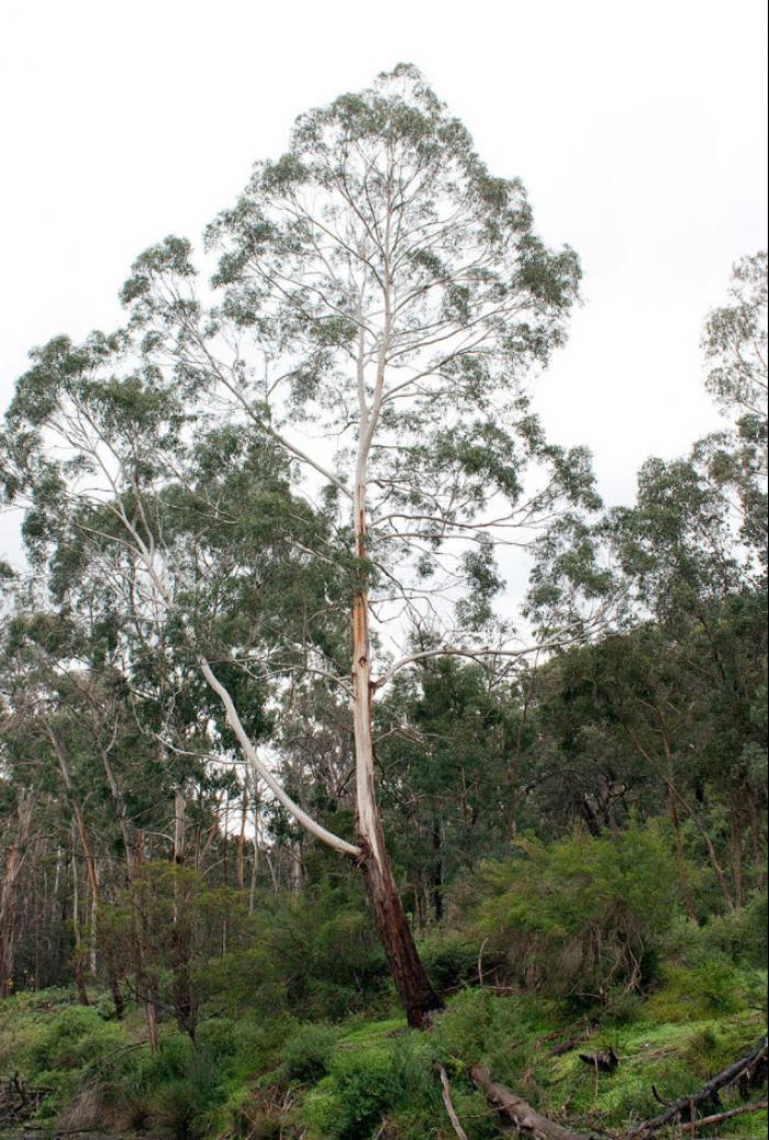 Eucalyptus viminalis