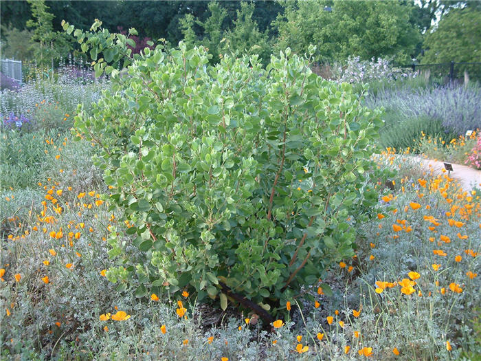 Plant photo of: Arctostaphylos manzanita 'Dr. Hurd'