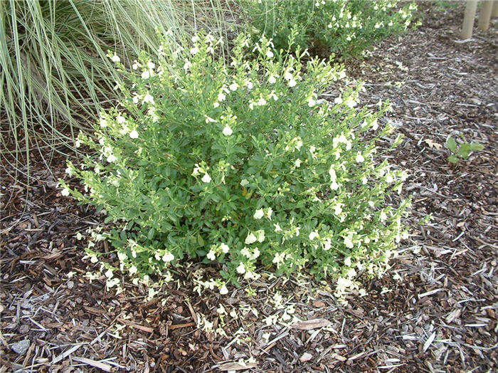 Autumn Sage, White