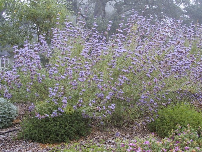 Blue Sage Winnifred Gilman