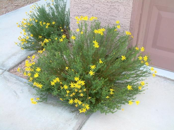 Plant photo of: Euryops pectinatus