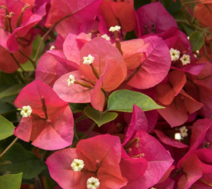 Bougainvillea