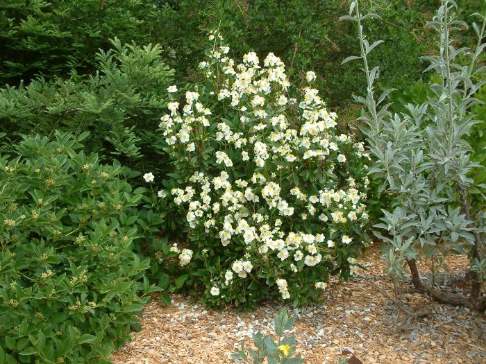 Plant photo of: Carpenteria californica 'Elizabeth'