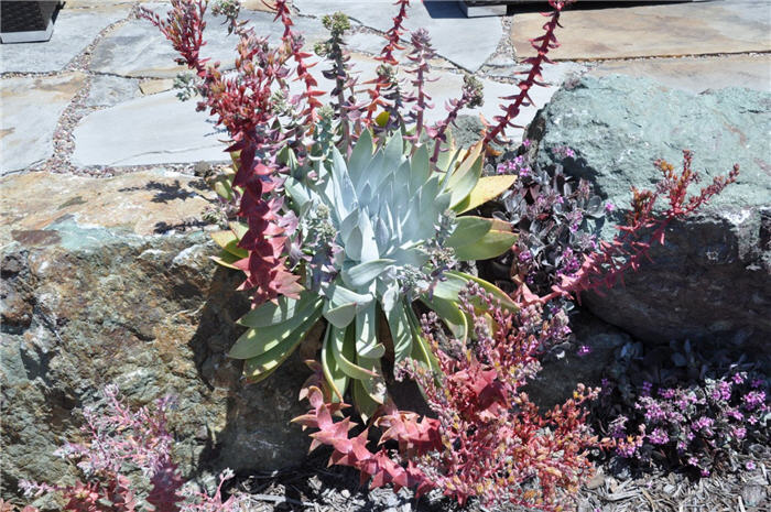 Dudleya brittonii