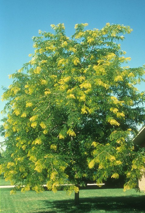 Plant photo of: Gleditsia tricanthos inermis 'Shademaste