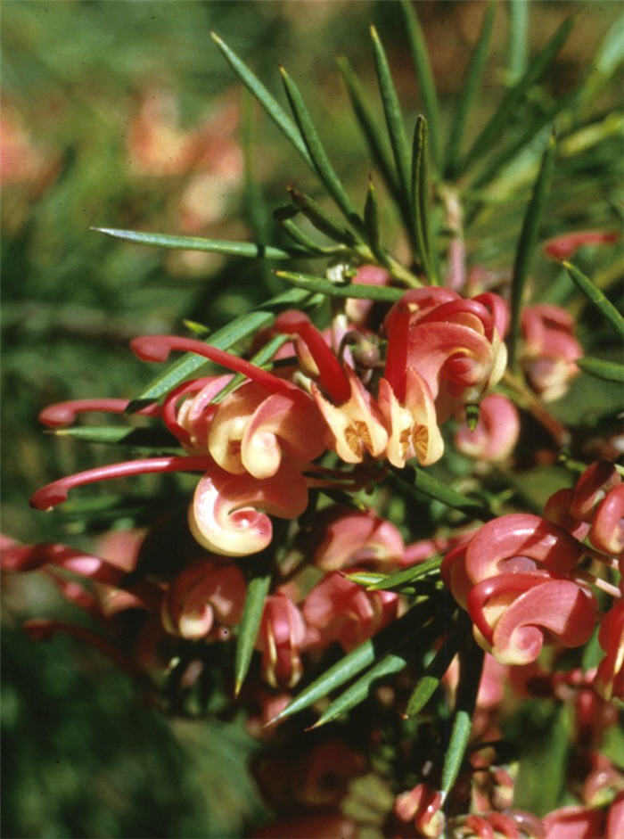 Grevillea 'Noelii'