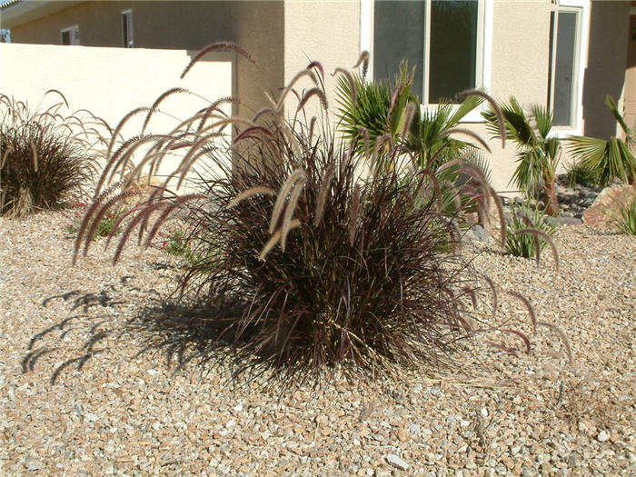 Red Fountain Grass