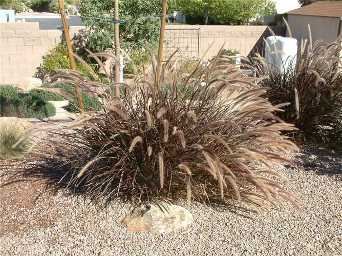 Plant photo of: Pennisetum 'Rubrum'