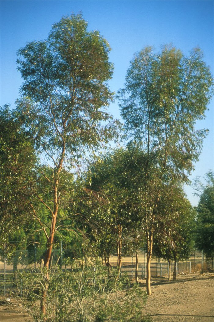 Eucalyptus salmonophloia