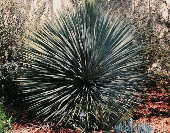 Plant photo of: Yucca rostrata