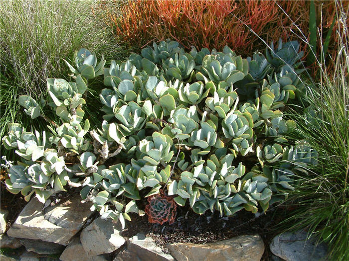 Silver Jade Plant