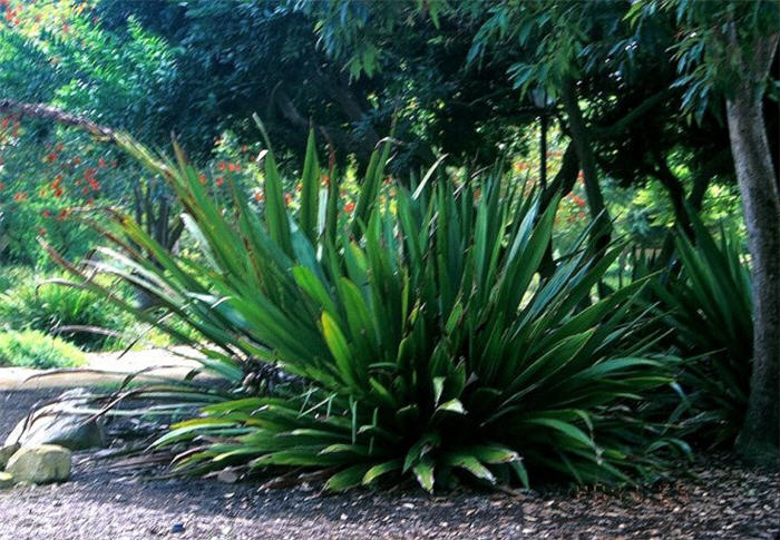 Doryanthes palmeri