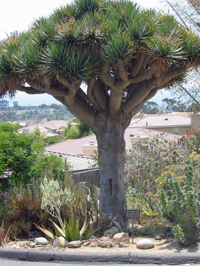 Dracaena draco