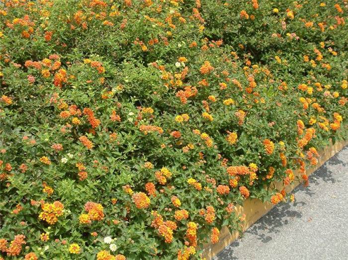 Radiation Lantana