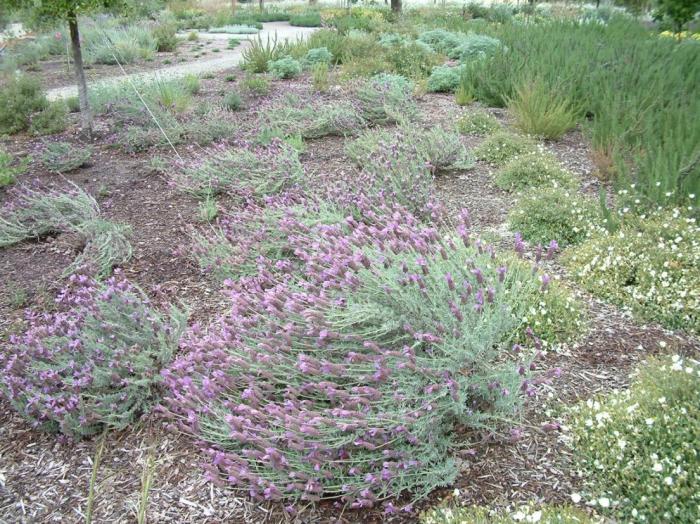 Plant photo of: Lavandula stoechas 'Otto Quast'