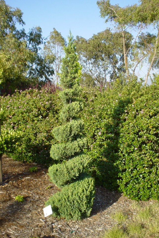 Juniperus chinensis 'Blue Point'