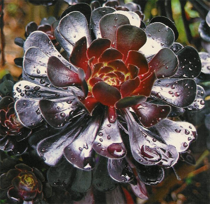 Large Purple Aeonium