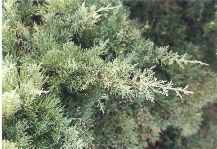 Pfitzer Juniper