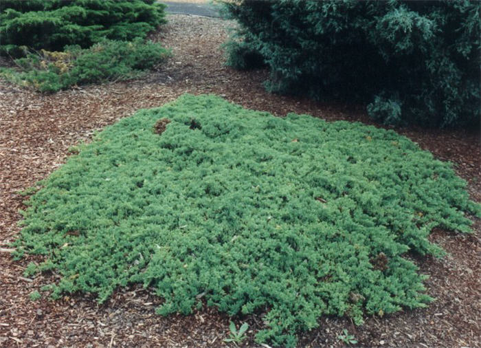 Plant photo of: Juniperus procumbens