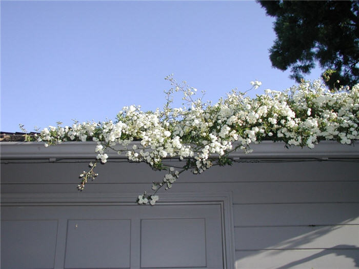 White Lady Banks' Rose