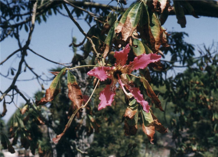 Plant photo of: Chorisia speciosa 'Majectic Beauty'