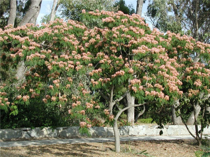 Plant photo of: Albizia julibrissin