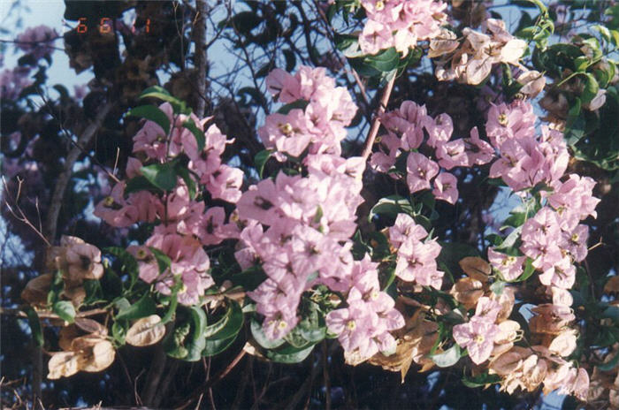 Lavender Queen Bougainvillea