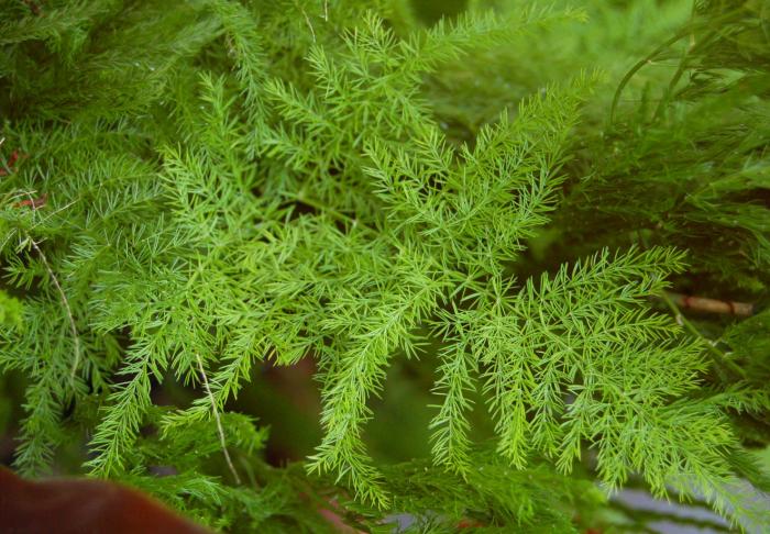 Asparagus Fern