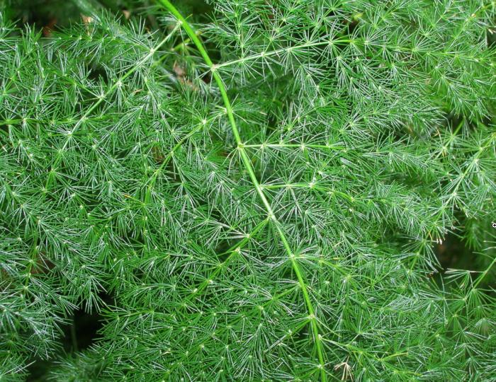Plant photo of: Asparagus setaceus