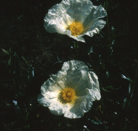 Cistus palhinhae