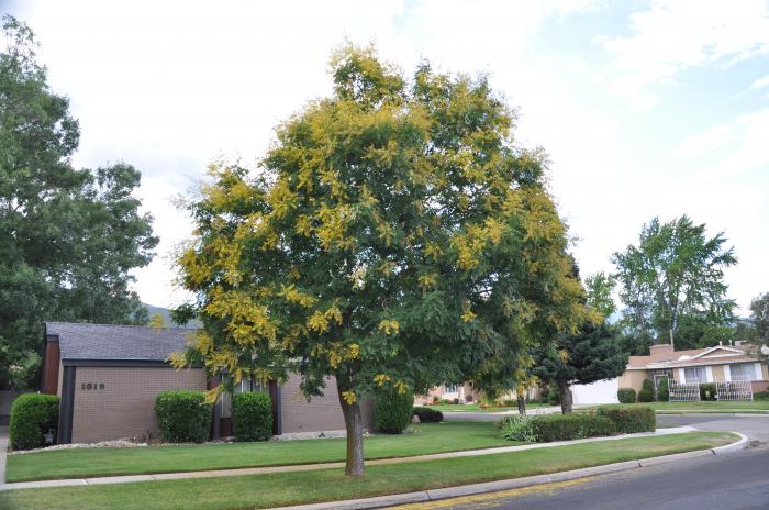 Koelreuteria paniculata