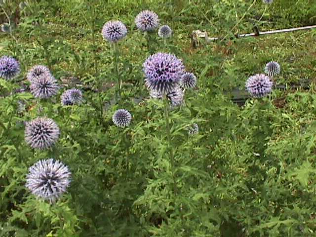 Plant photo of: Echinops ritro