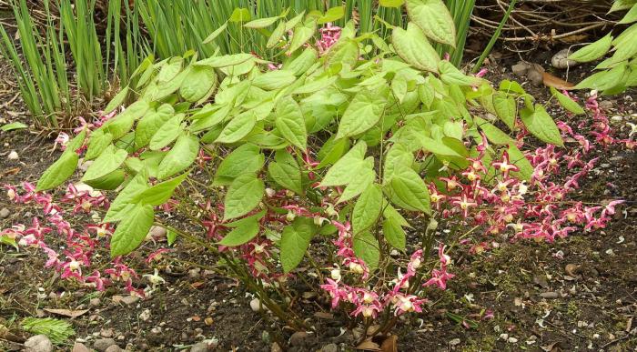 Red Barrenwort