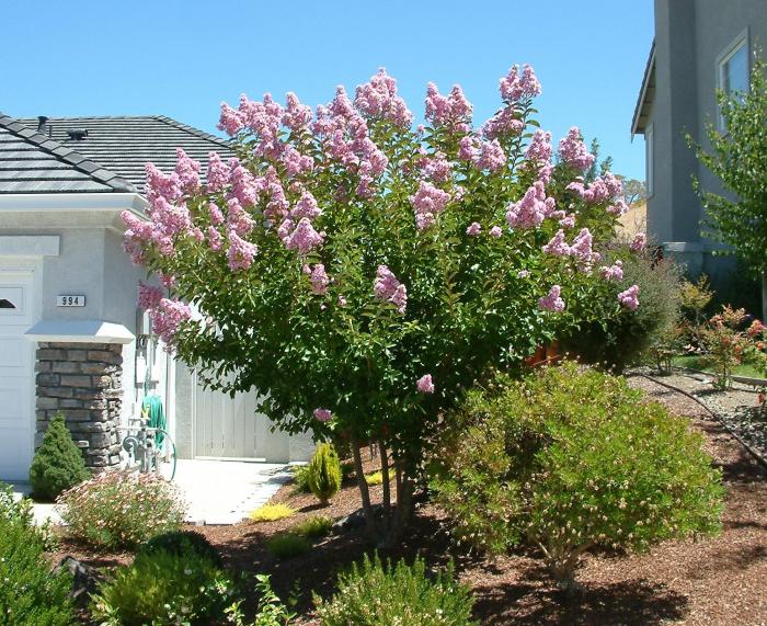 Lagerstroemia indica