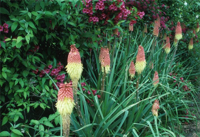 Kniphofia hybrids