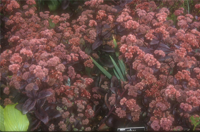 Sedum 'Autumn Joy'