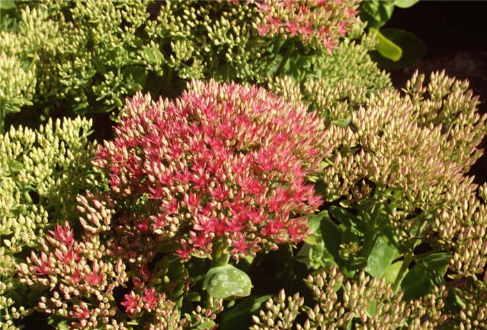 Brilliant Showy Stonecrop